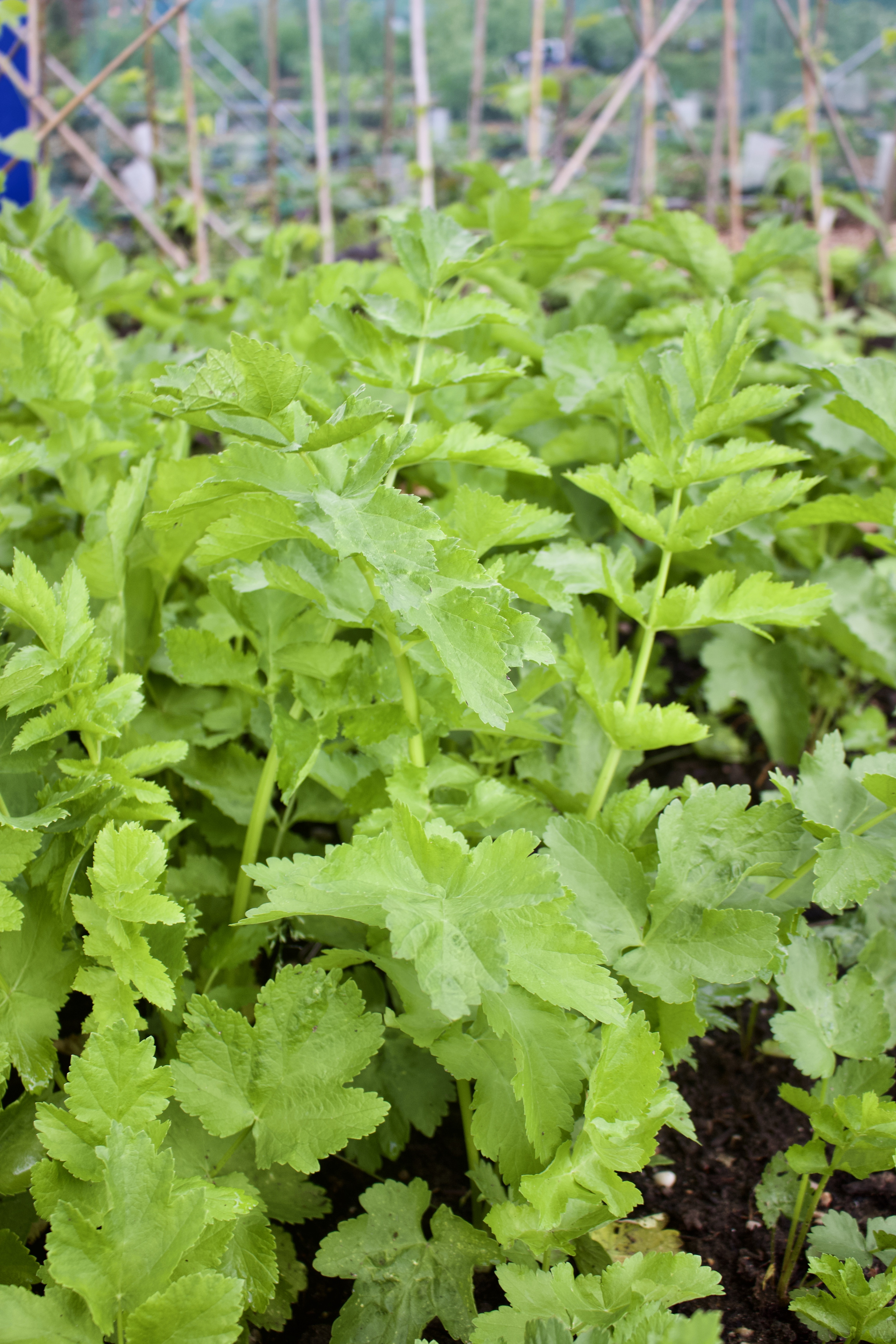 C2E829C9-9522-4466-9735-2B9F4800AC52_1_201_a