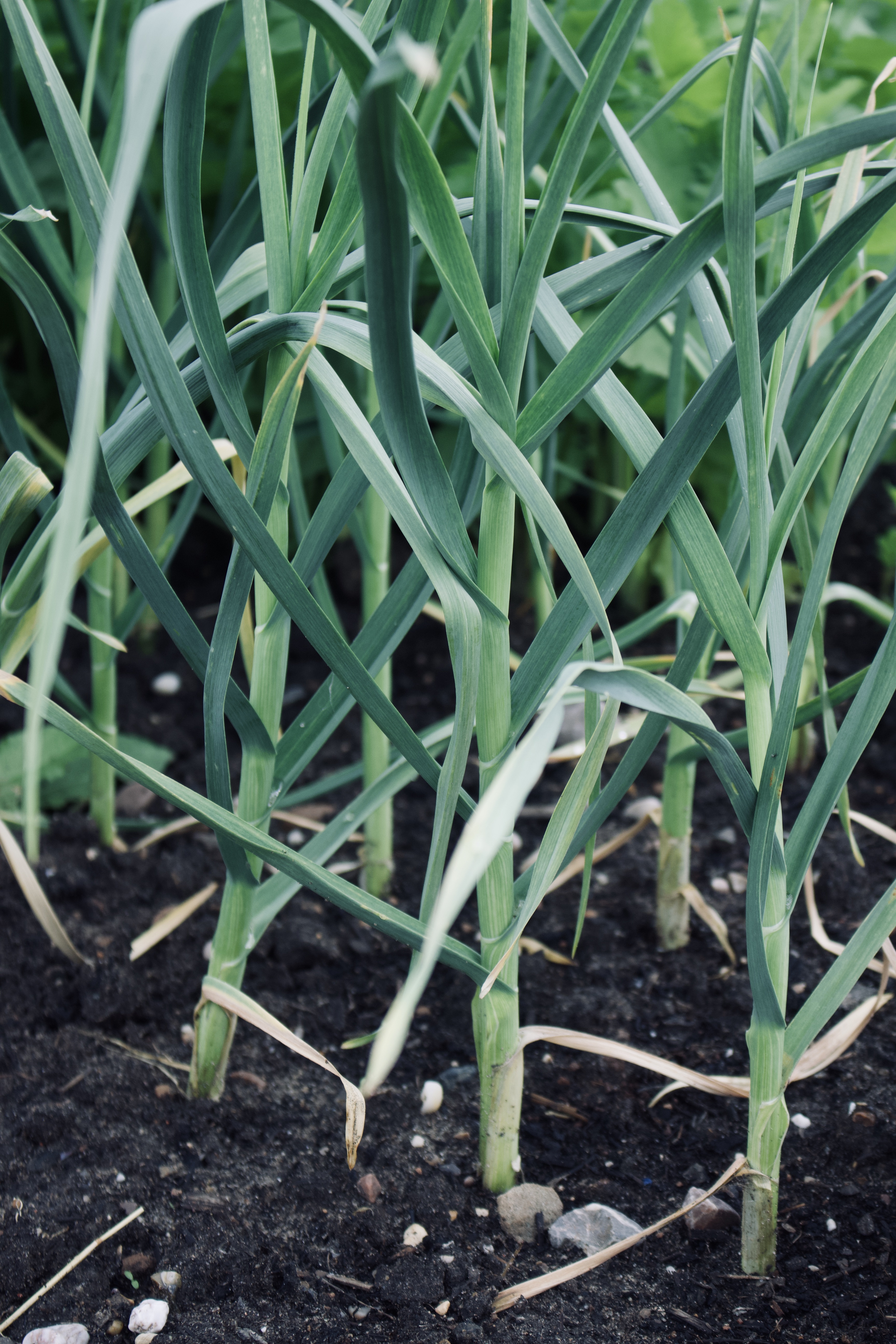 F61492E6-2727-4667-AF85-E1E8FE1C99DF_1_201_a