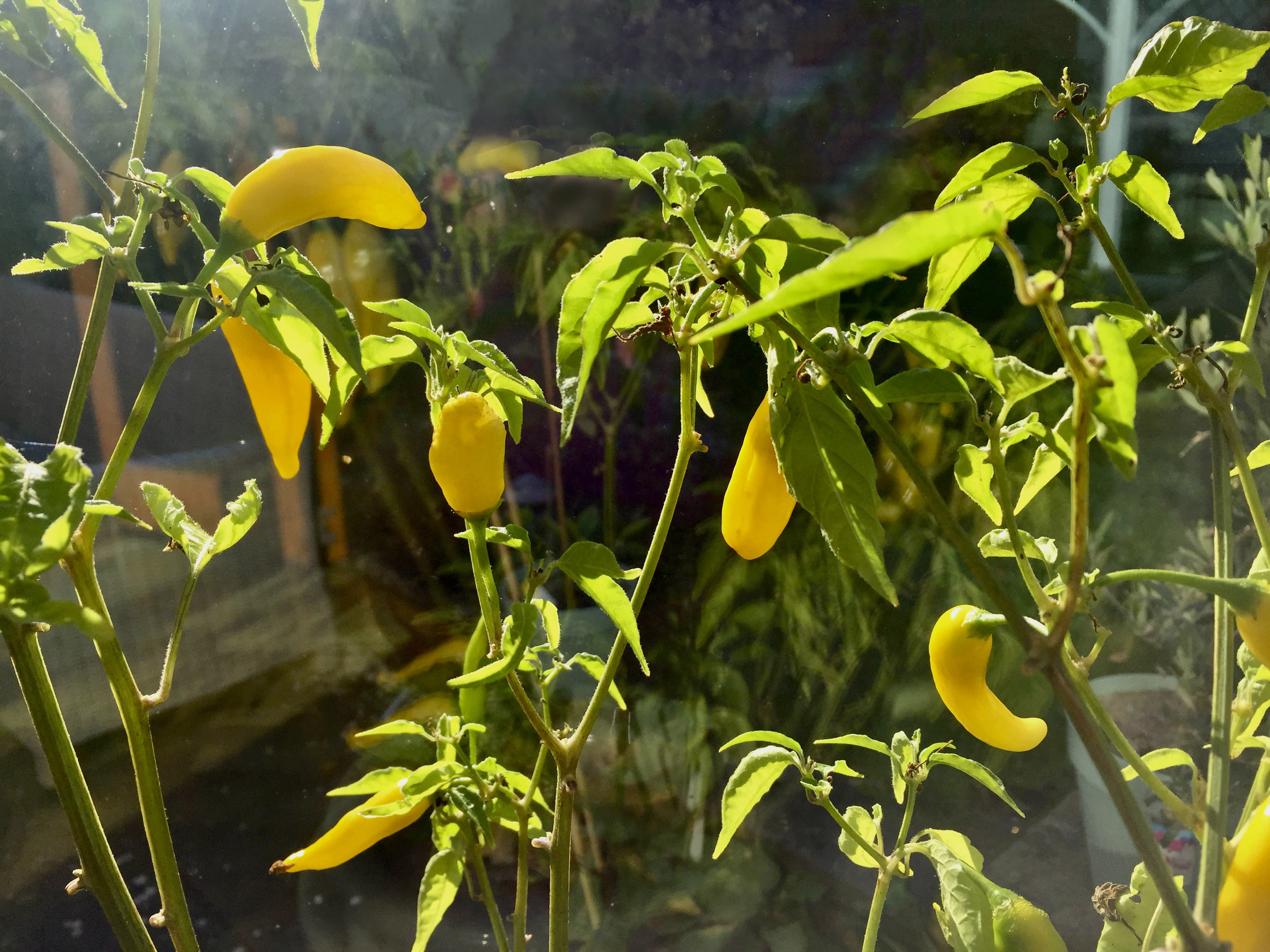 1E73D9ED-801D-47C1-8A81-ED4A9280DE09_1_201_a