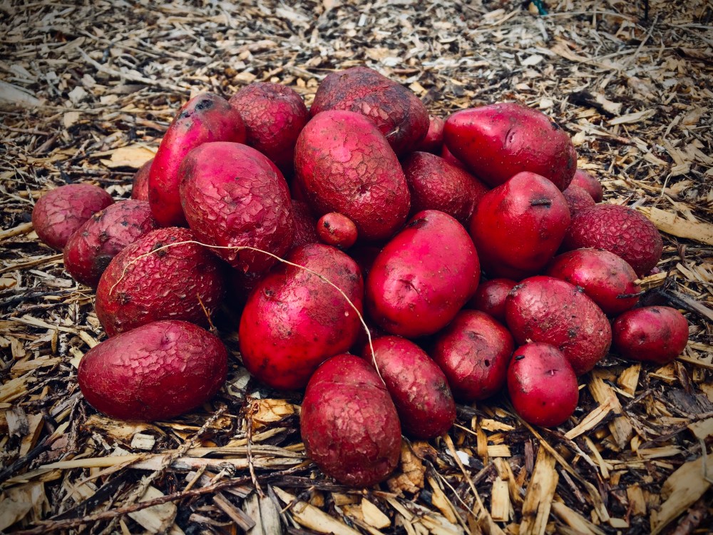 2B87E9BA-4D21-4C53-8356-996CE7246918_1_201_a