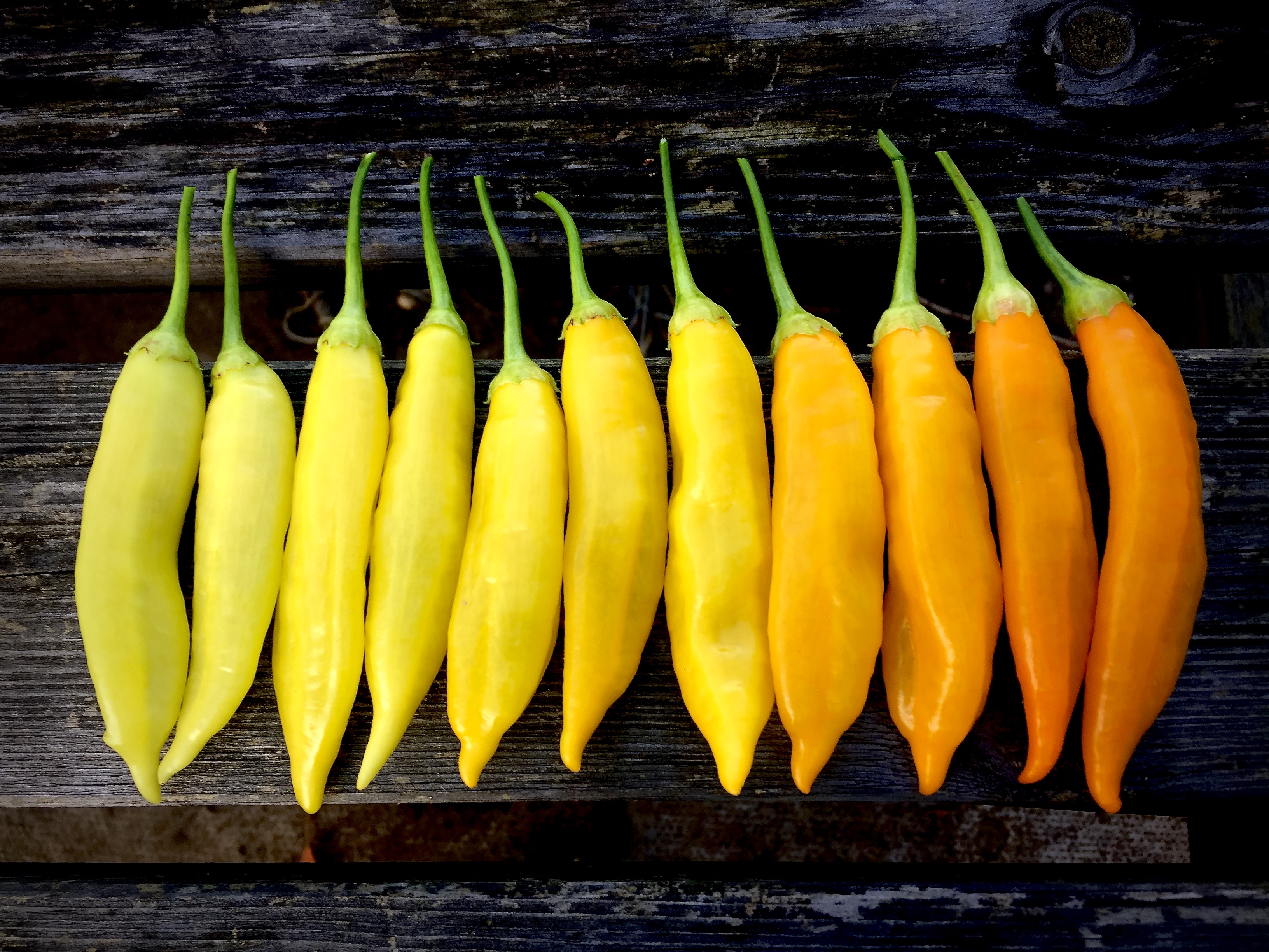 36966BCD-BCE7-4C9A-AD49-A438F99071F4_1_201_a