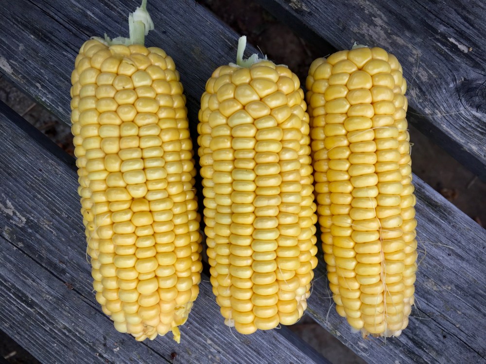 E6A93F45-7098-4F92-A41F-964F331860FB_1_201_a