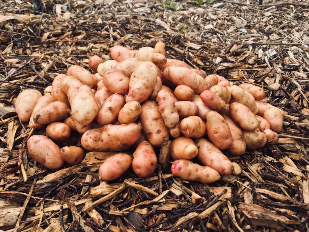 F4D365CE-0759-4D4B-809F-5024AFCA71FC_1_201_a