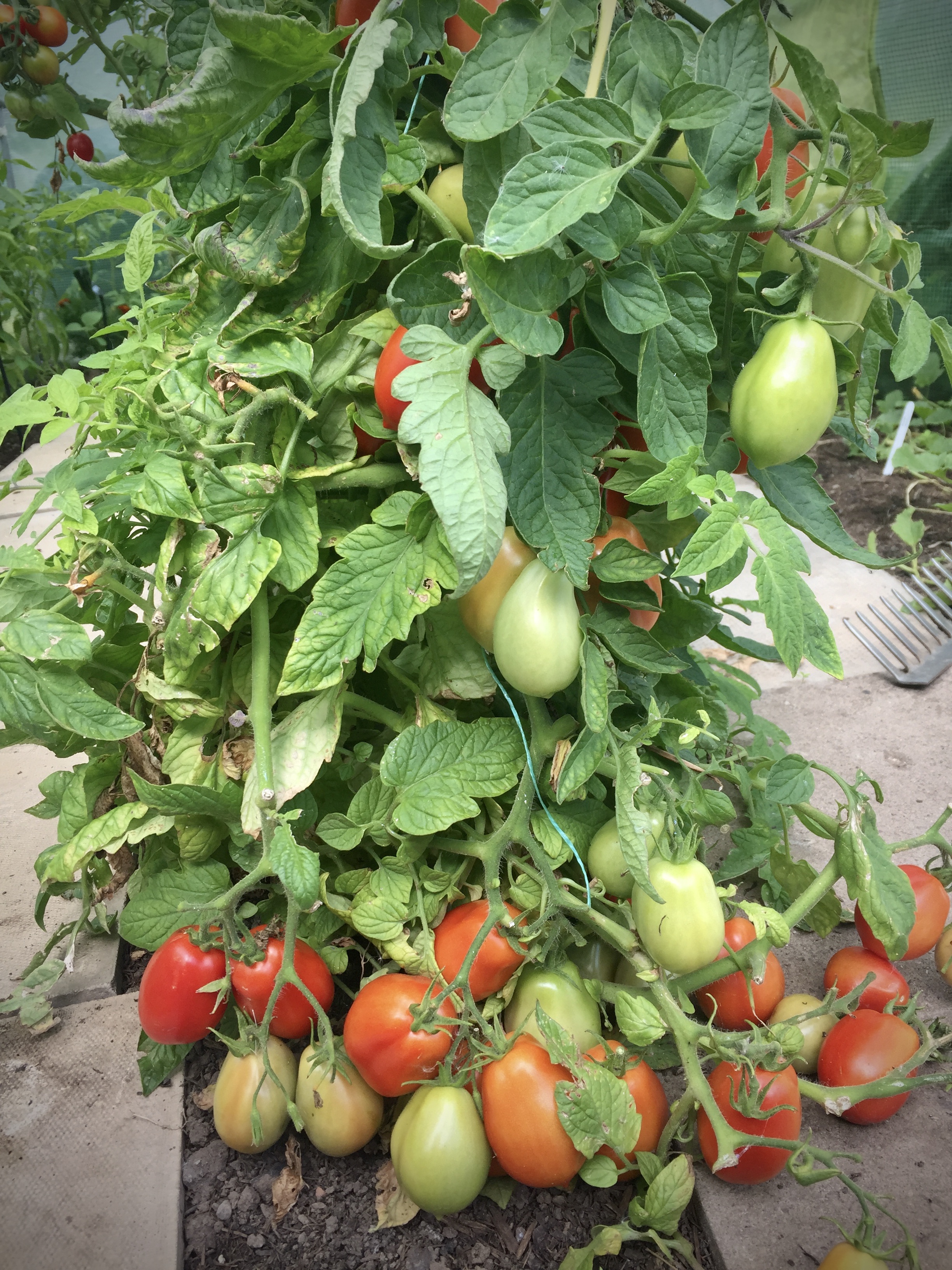 4CC3AEA7-92DA-428D-8E20-713B21DE93AD_1_201_a