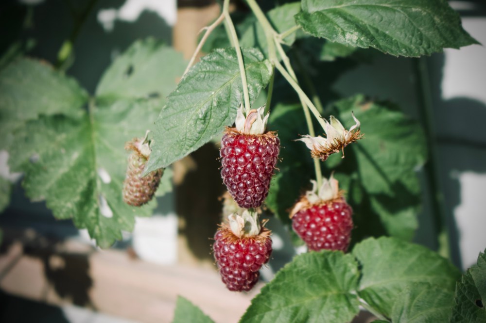 89D6A04A-72D8-483A-94C6-B356C17F67CE_1_201_a