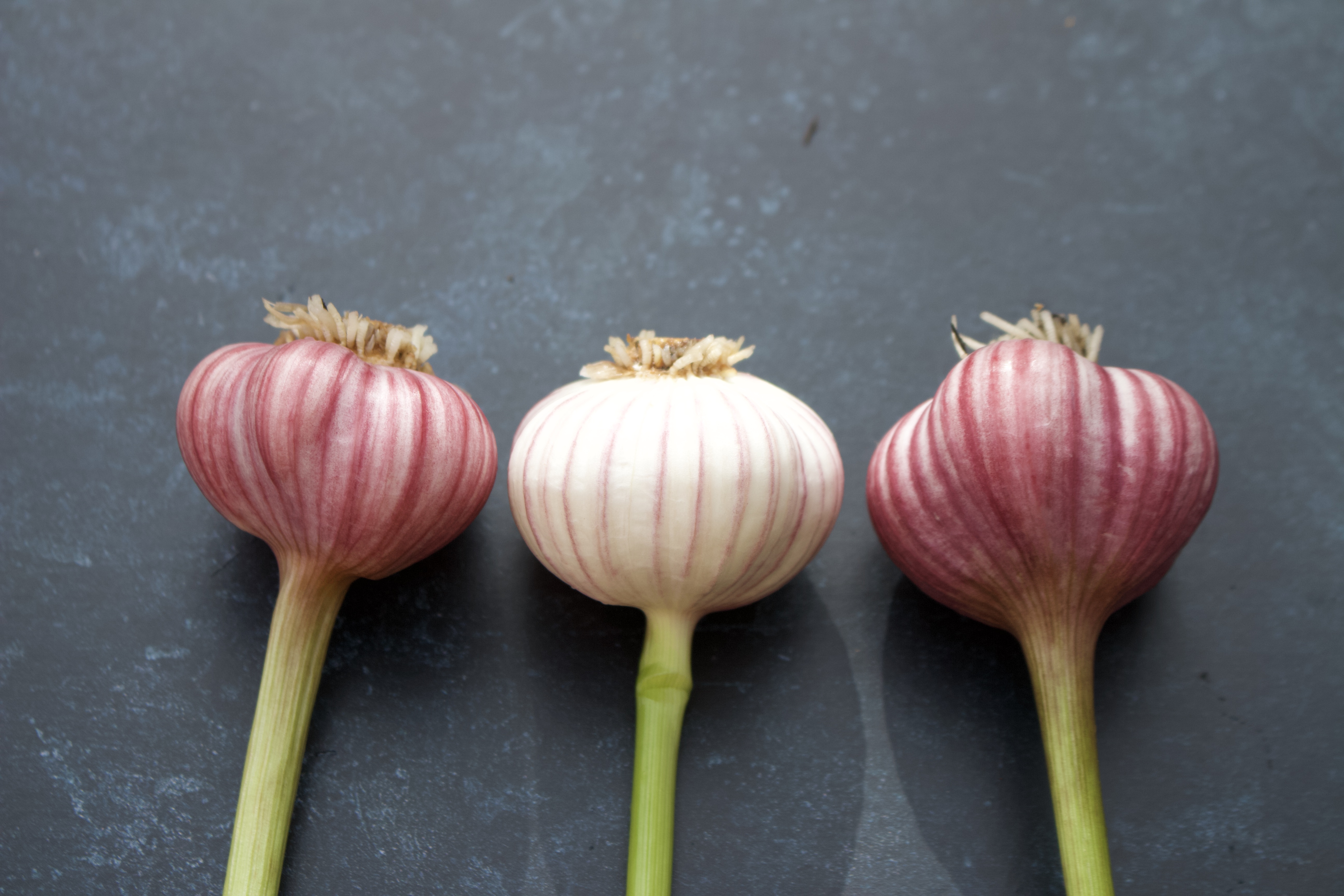 0481ABAB-6062-4F96-A671-D0E8FB04F727_1_100_o