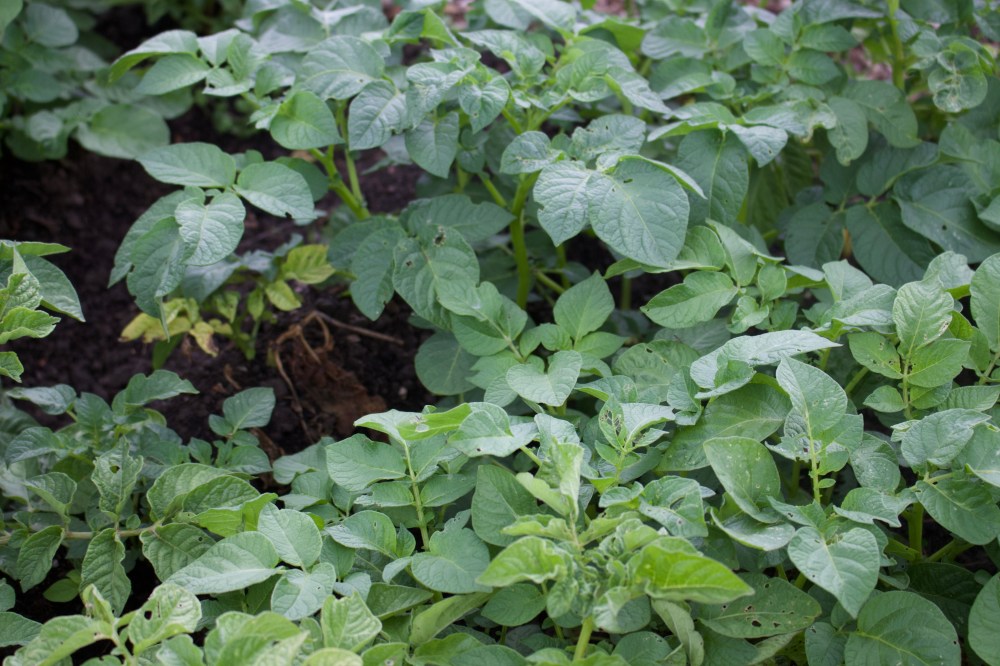 3E811CA7-8809-4114-8D72-483F0B5C0670_1_100_o