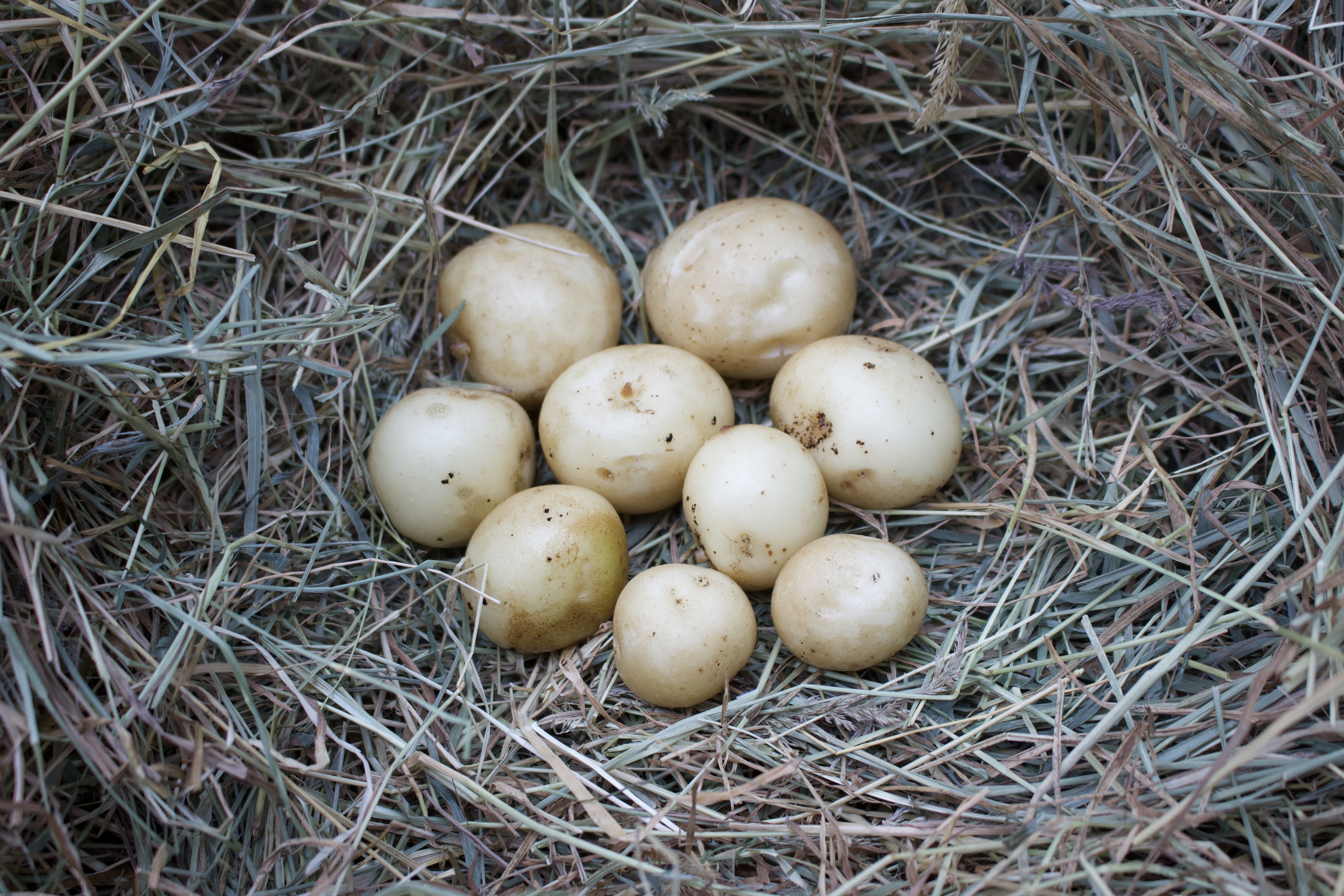 86DEBC48-E8E3-45FA-8A39-EA75E91FE238_1_100_o