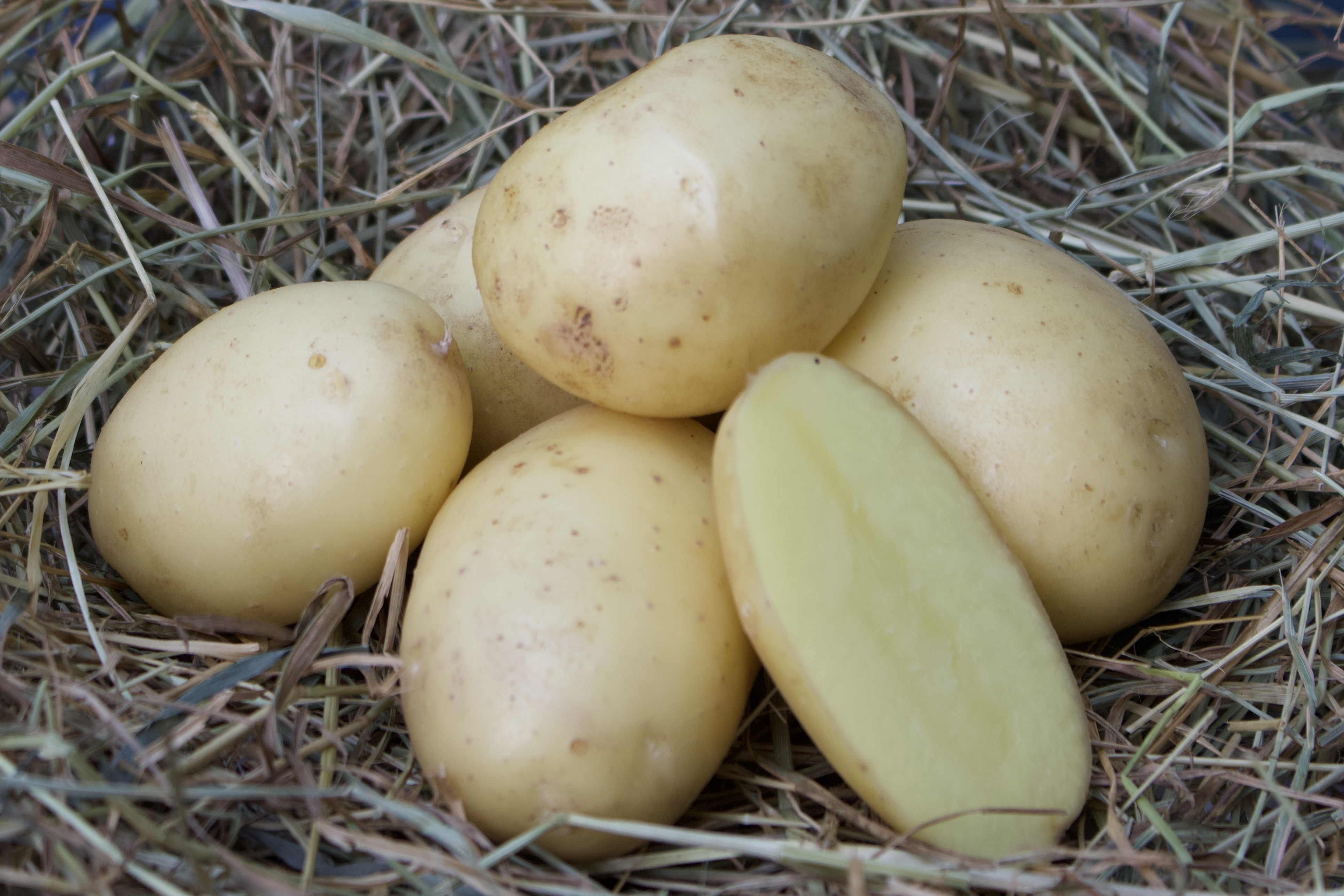 BAE3BAC6-5FE3-4A06-BF1F-4AC08F4B6934_1_201_a